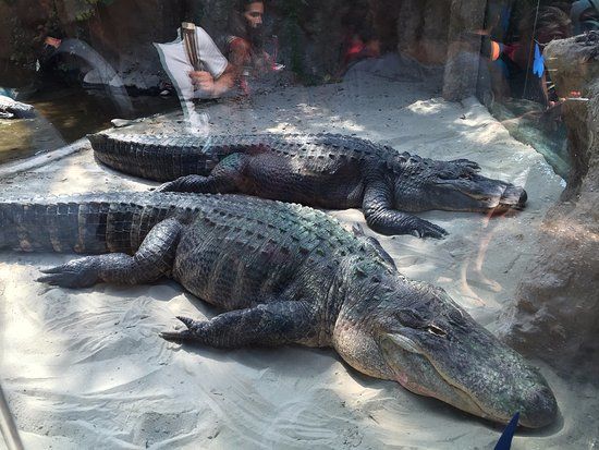 Parc d'attractions Oltremare